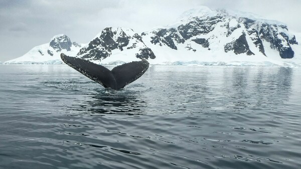 Humpback whale, South Shetland Islands