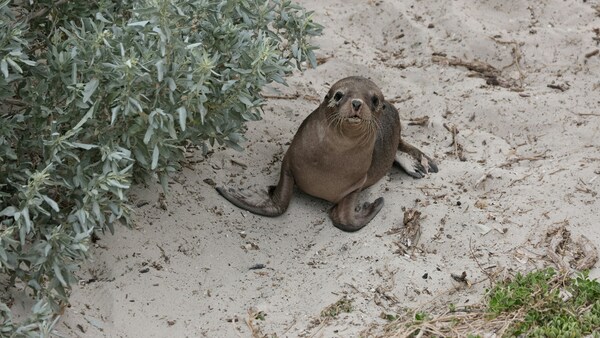 Kangaroo Island, Australia