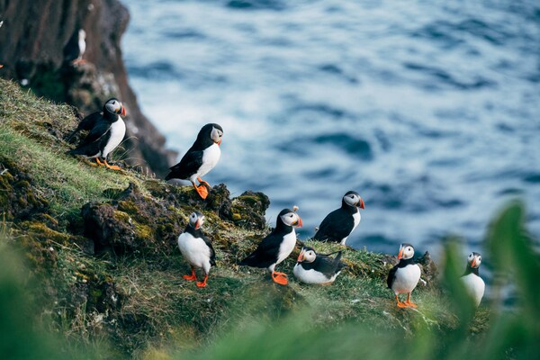 Puffins on Heimaey Island, Iceland