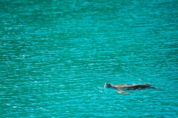 A turtle coming up for water in the British Virgin Islands