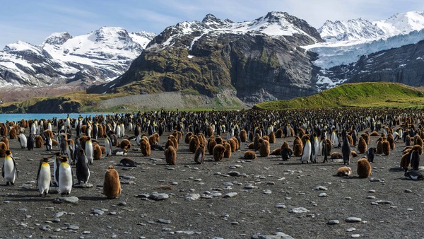 Penguins on South Georgia Island