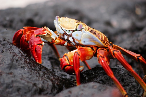 Galapagos Crab, Santiago Island