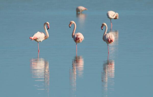 Flamingos, Galaoagos