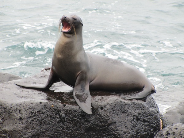 Cerro Brujo, Galapagos