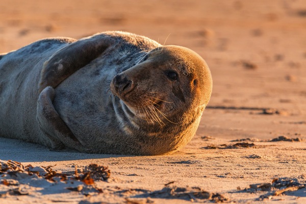 Inian Islands, Alaska