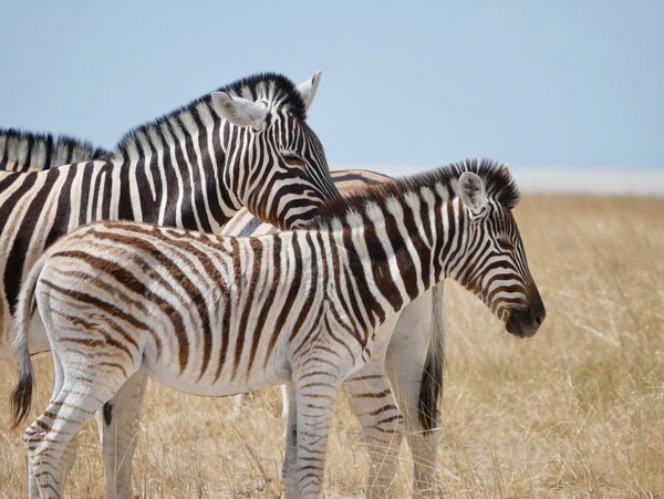 Zebras at the National Park