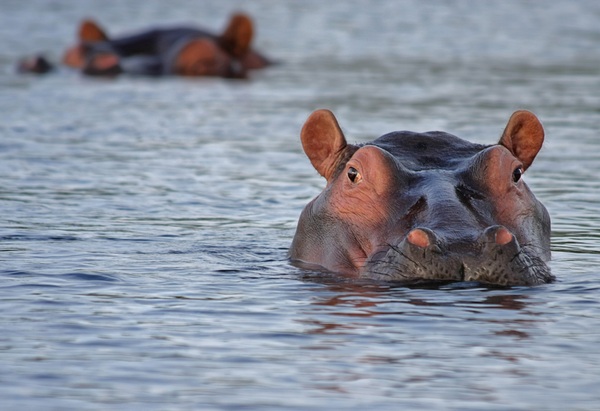 Lake Manyara, Tanzania