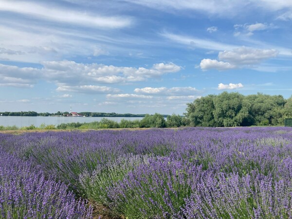 Lavender field by the Danube, Silistra, Bulgaria