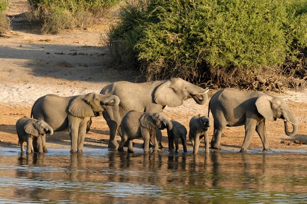 Elephants in Chobe National Park