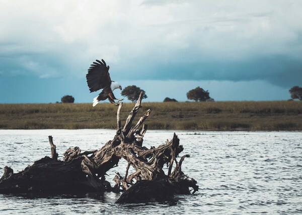 an eagle fishing in Chobe National Park