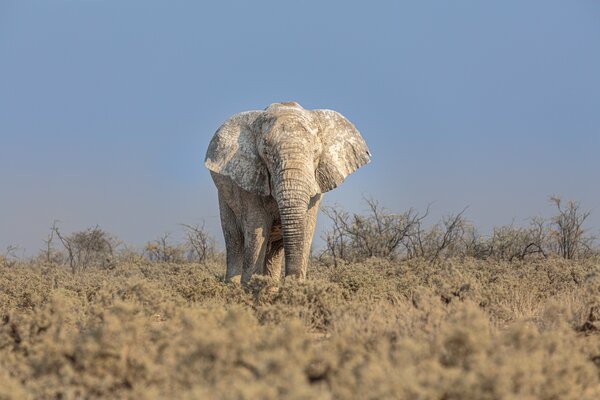 African elephant at Kruger National Park