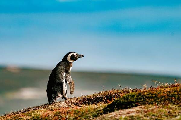 Lone Penguin, New Island, Falkland Islands