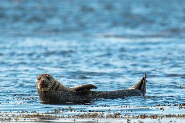 Harbor Seal, Alaska