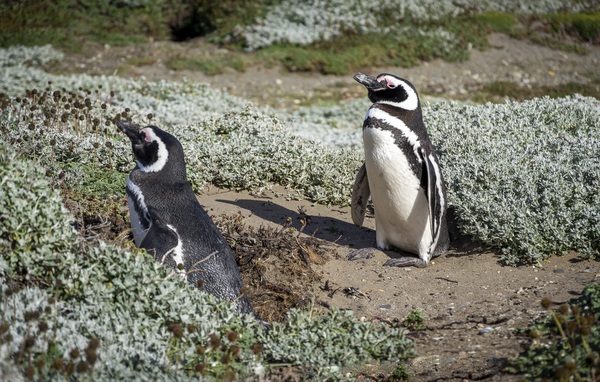 Penguins at Cape Horn