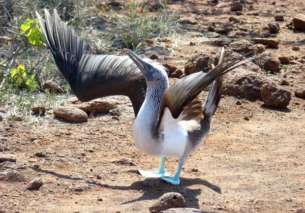 Blue-footed boobies, Espanola Island