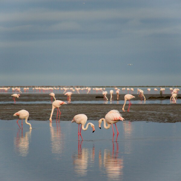 Flamingos, Walvis Bay, Namibia