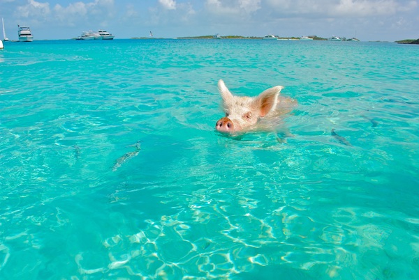 Swimming pig, Bahamas