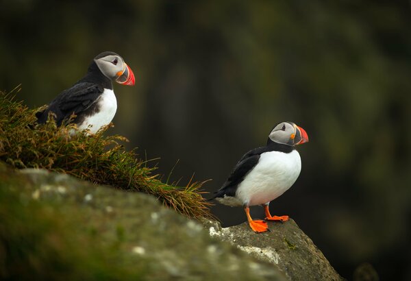 Puffins near Djupivogur