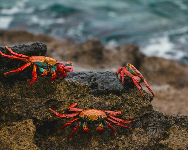 Zayapas from San Cristóbal Island, Galapagos Islands, Ecuador _Sally Lightfoot crabs_