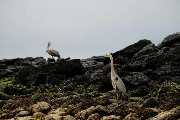 Roca León Dormido, Ecuador