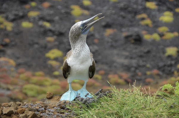 Blue Footed Boobies