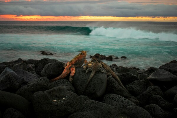Iguanas in the Galapagos at sunset, San Cristobal, Galápagos Islands, Ecuador