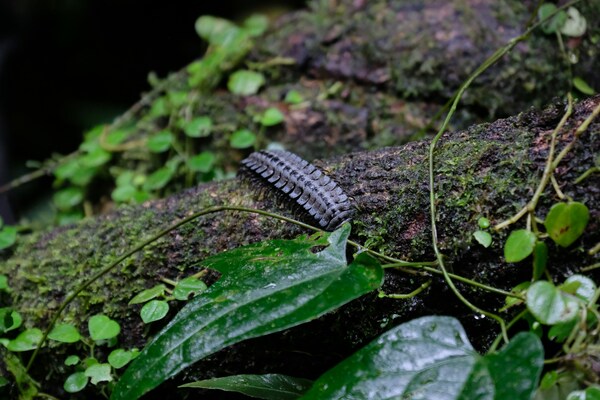Santa Cruz Island, Galapagos, Ecuador
