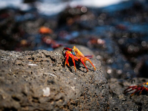 A red crab on the Galapagos Islands, Santa Cruz.