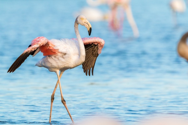 Flamingos, Floreana
