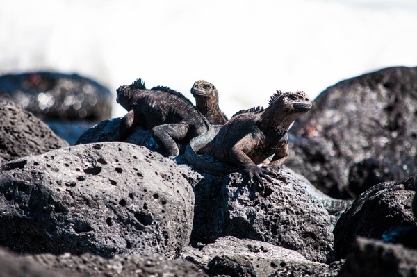 Iguanas on Santa Cruz Island