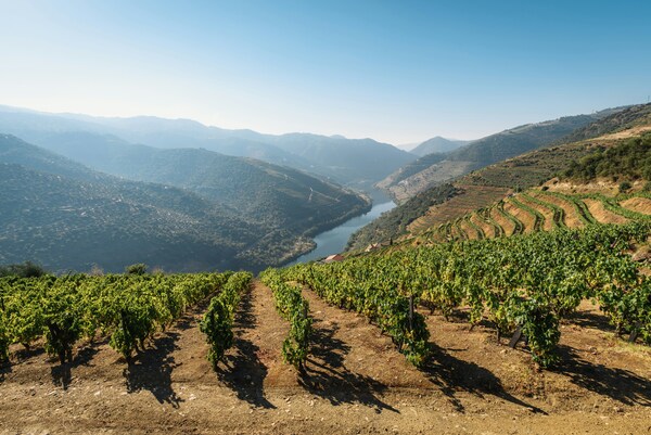 The vineyards in Douro Valley, Vega de Terron, Portugal.