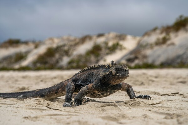 El Edén Island, Galápagos