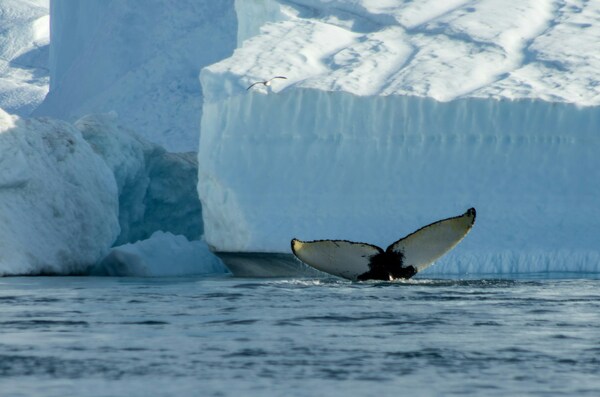 Disko Bay, Greenland