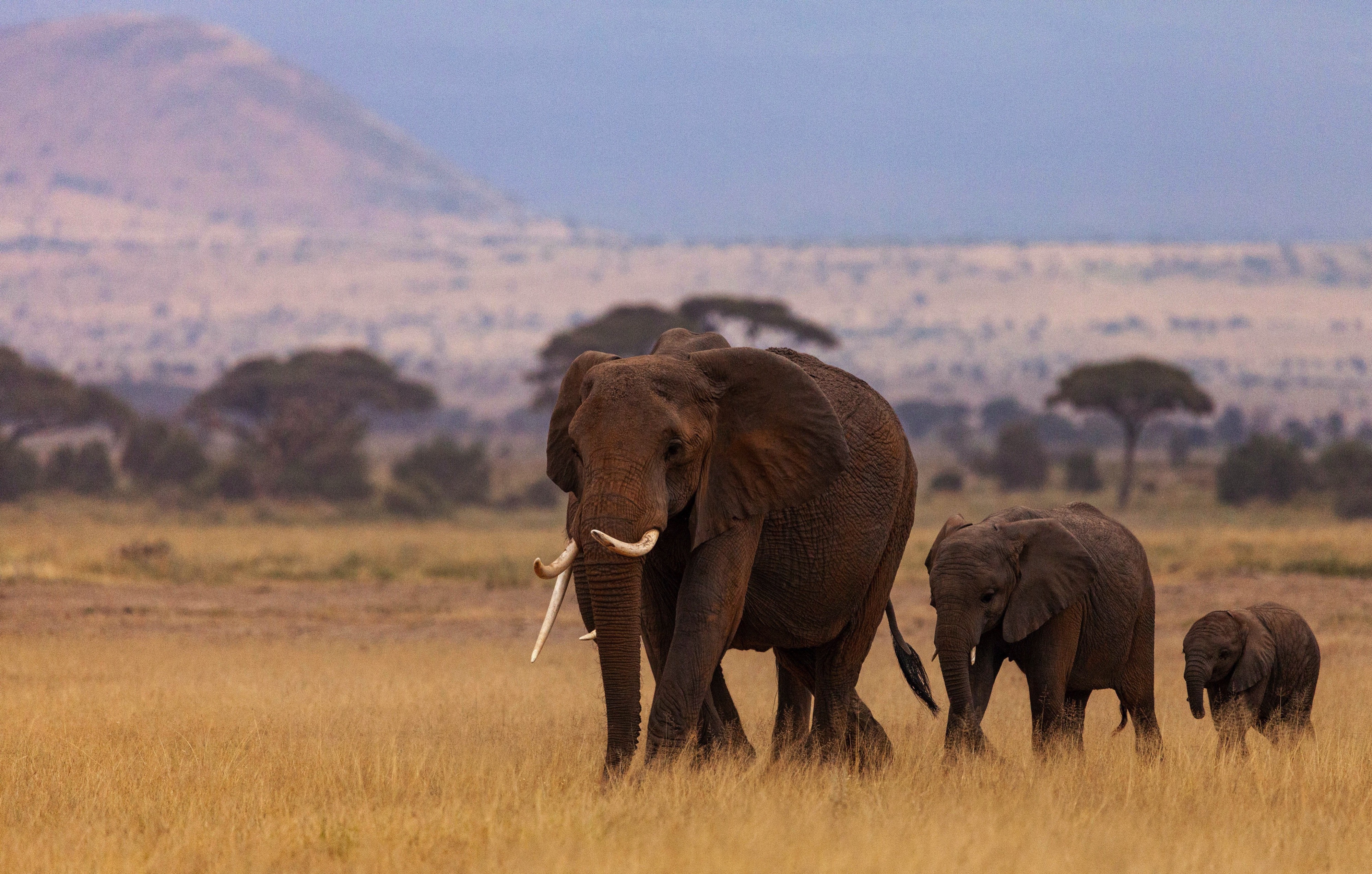 Amboseli National Park