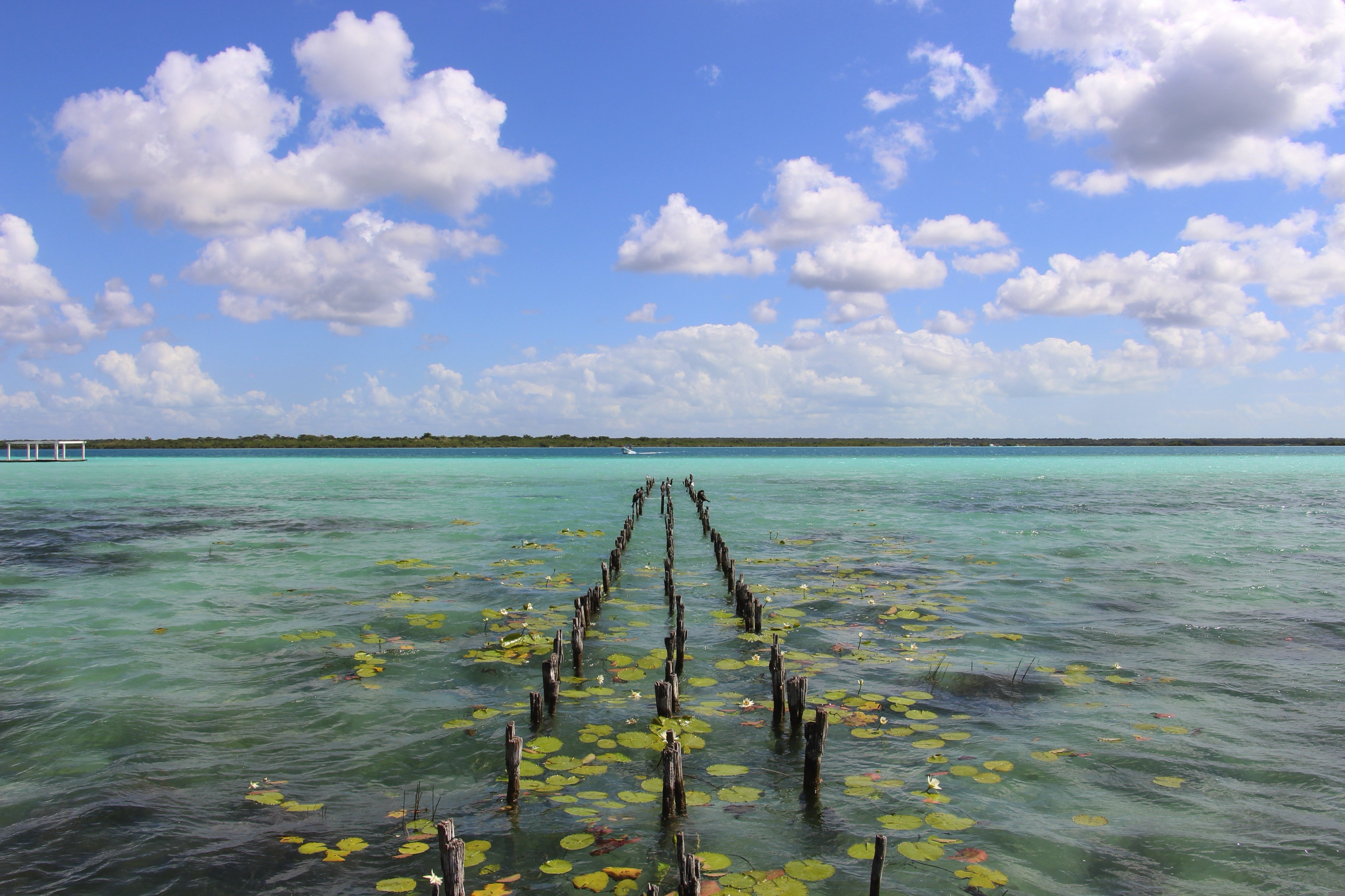 Bacalar