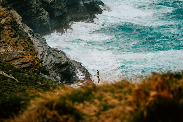 A Black-Browed Albatross flying in high winds off the coast of the Falkland Islands