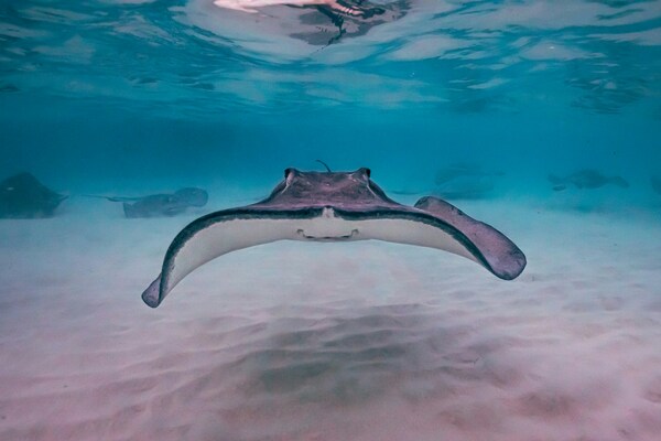 Manta Ray Swimming, Grand Cayman