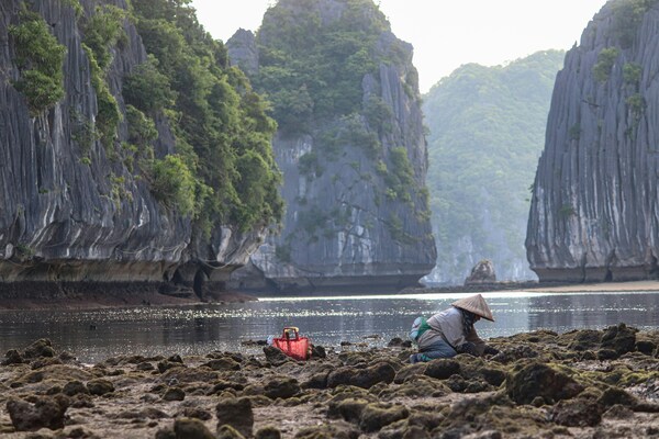 Village woman collecting shells on the coast at dawn on Cát Bà Island, Trân Châu, Cát Hải, Hai Phong, Vietnam
