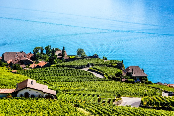 Vineyard, Montreux