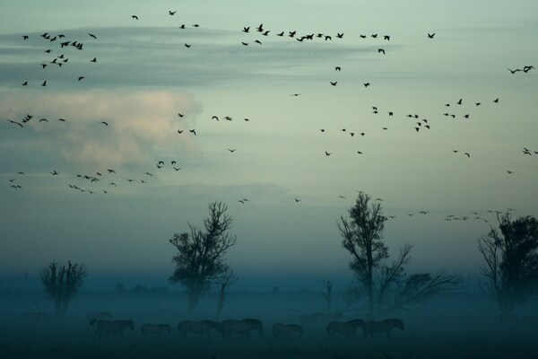 Oostvaardersplassen, Lelystad, Netherlands