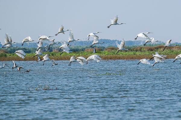 Spoonbills on the Danube in Romania