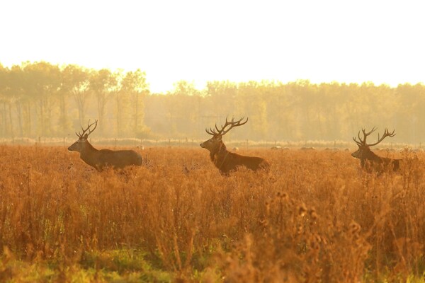 Oostvaardersplassen, Lelystad, Nederland