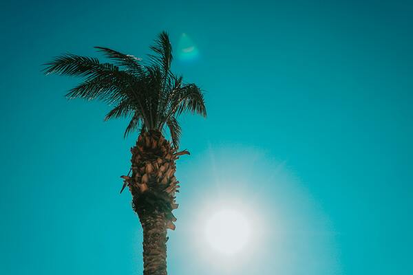 Palm Tree