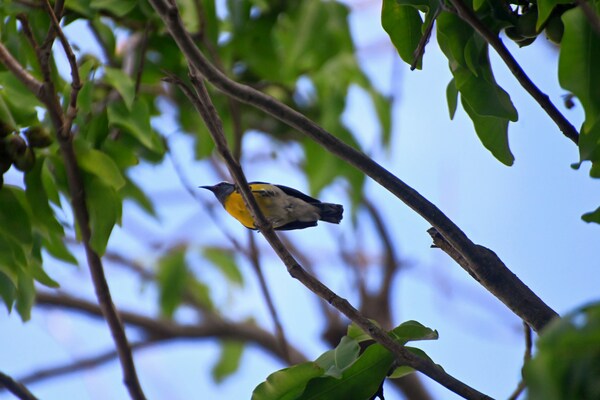 Bananaquit _Sugar bird_, St. Thomas, USVI