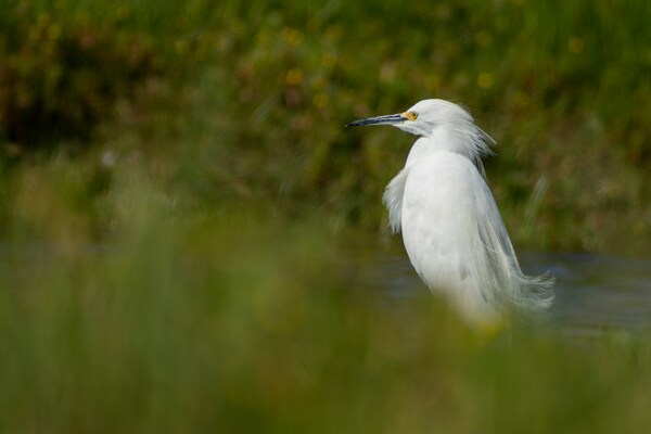 El Culebrón, Coquimbo, Chile