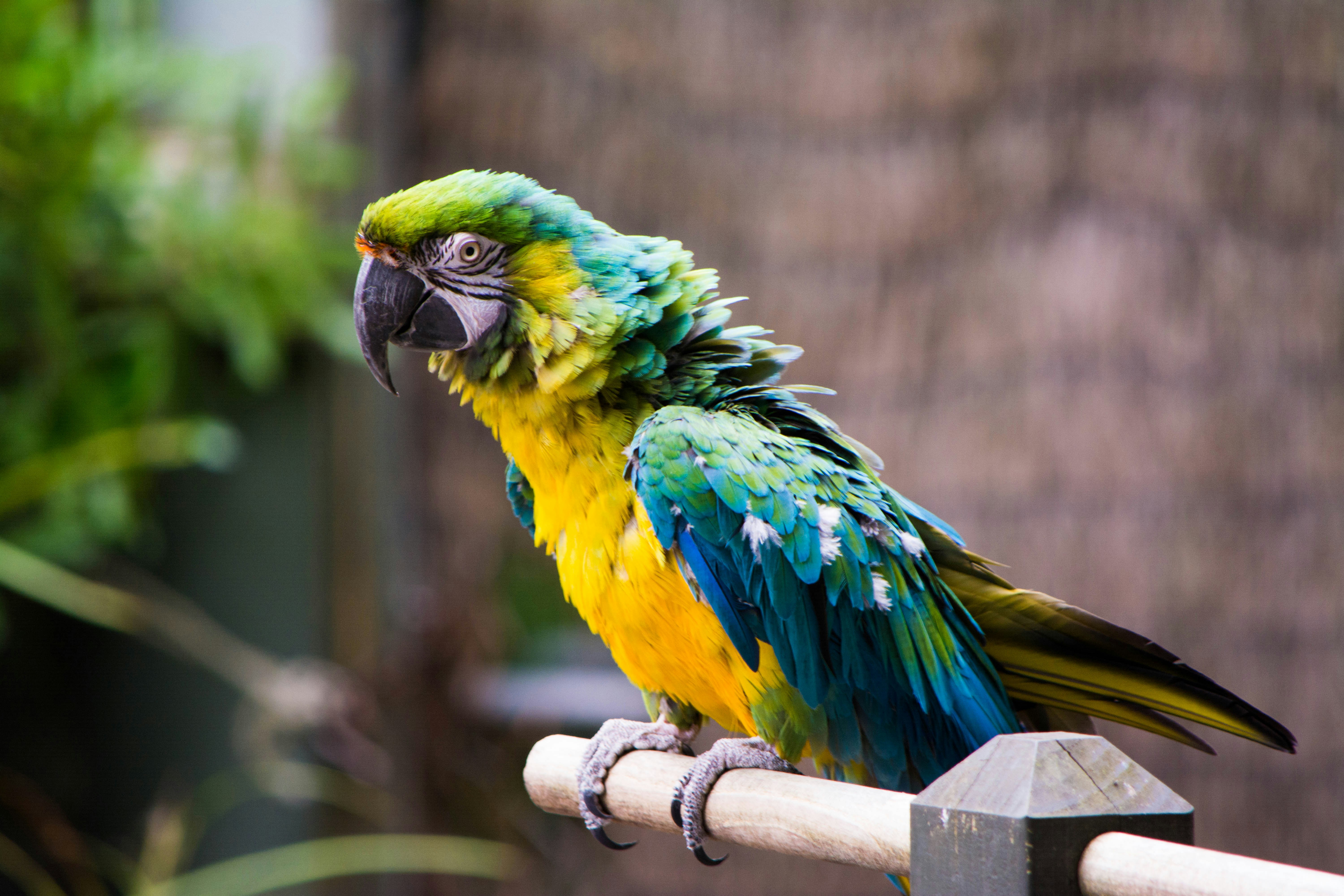 Green and yellow macaw bird