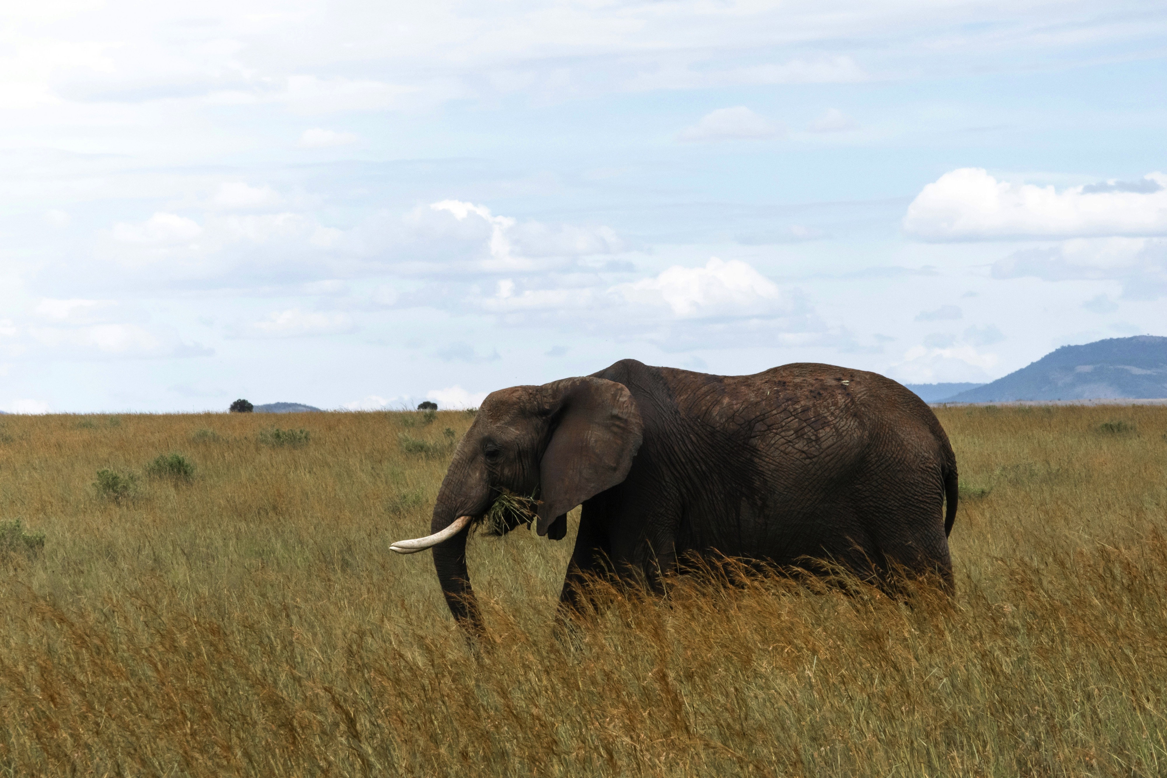 Elephant in Maasai Mara during a safari in Kenya, Africa.
