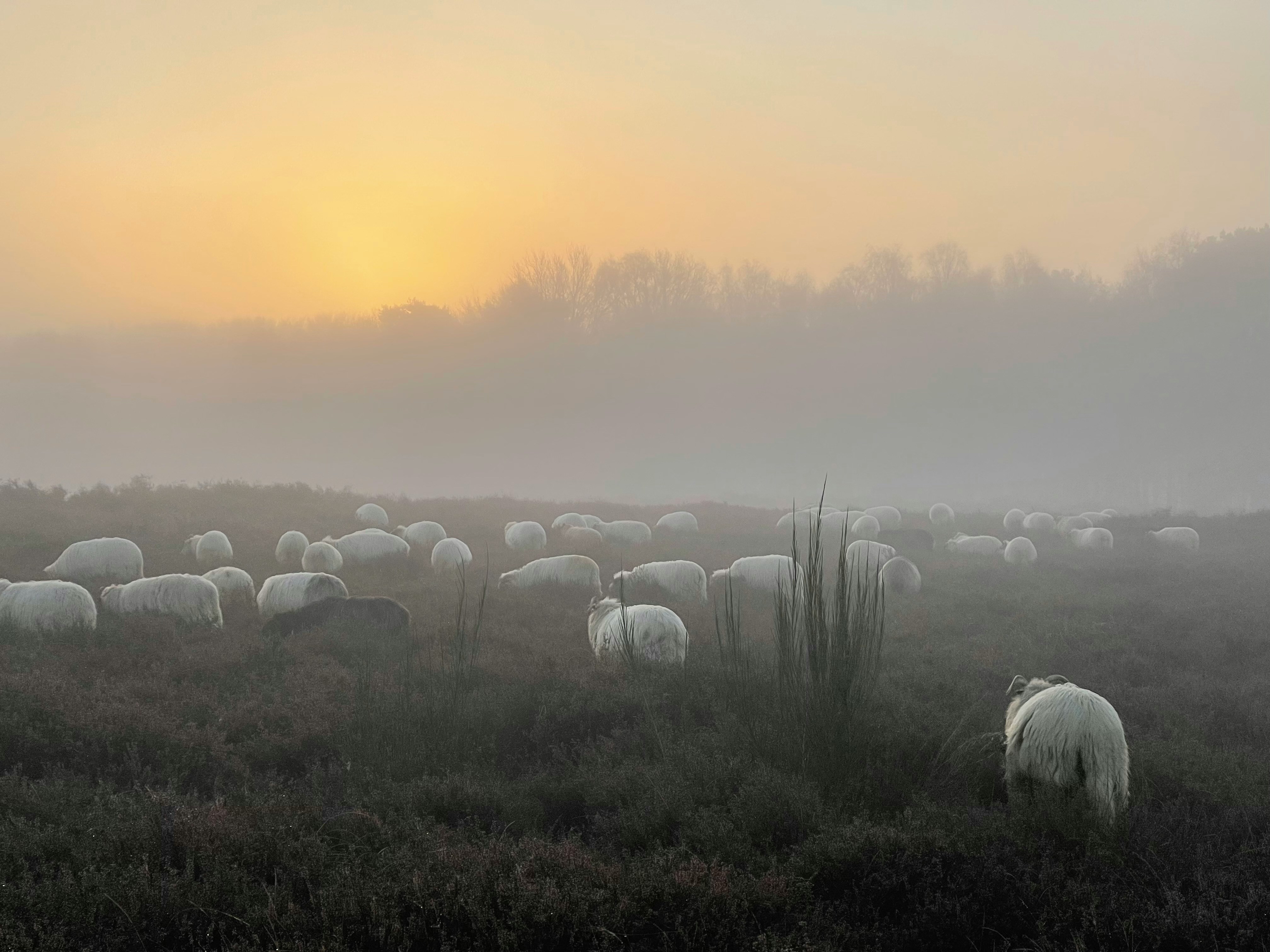 Sheep at Table Mount Blaricum, The Netherlands