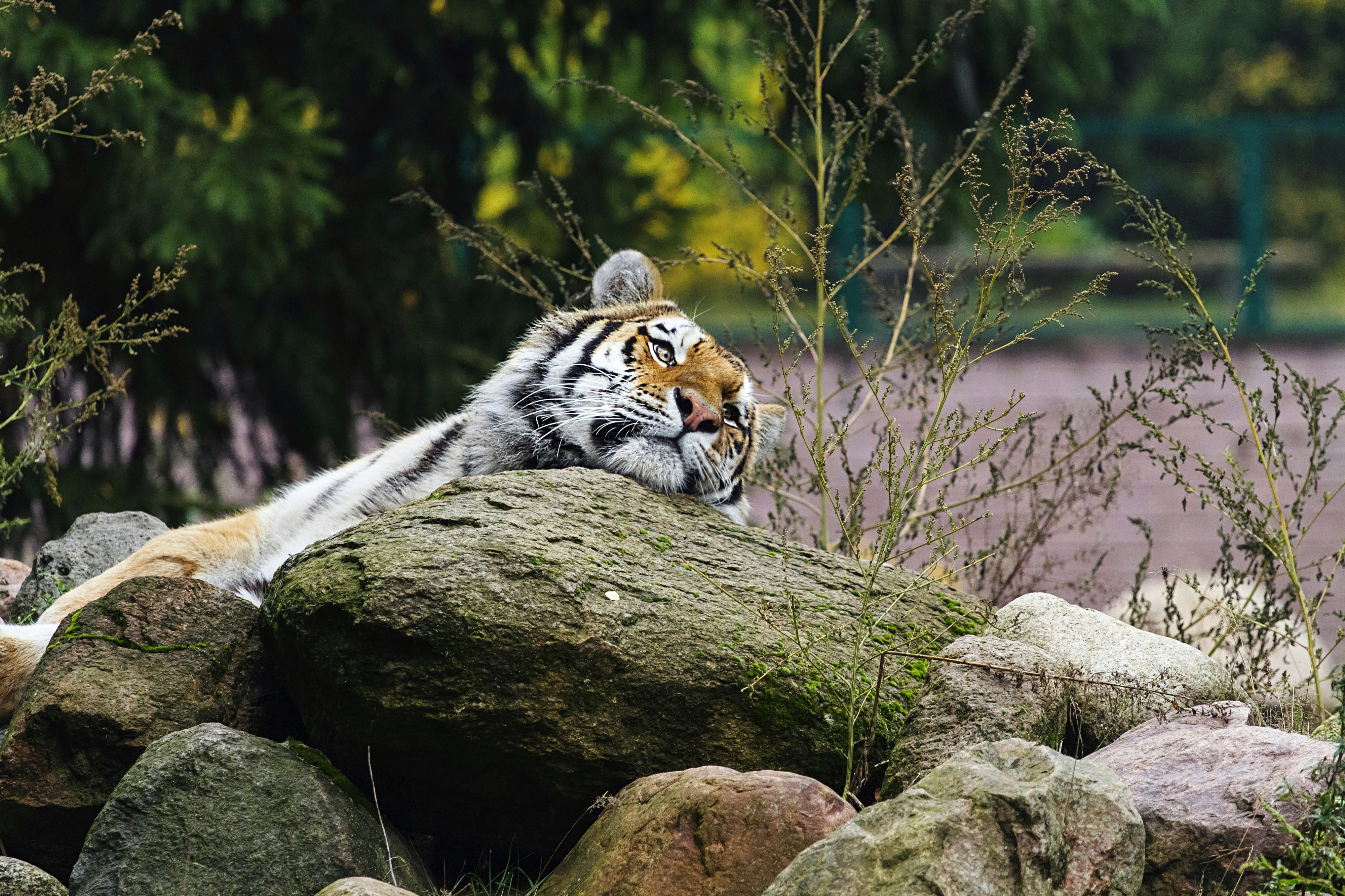 Tiger at Zoo Eberswalde, Brandenburg, Germany