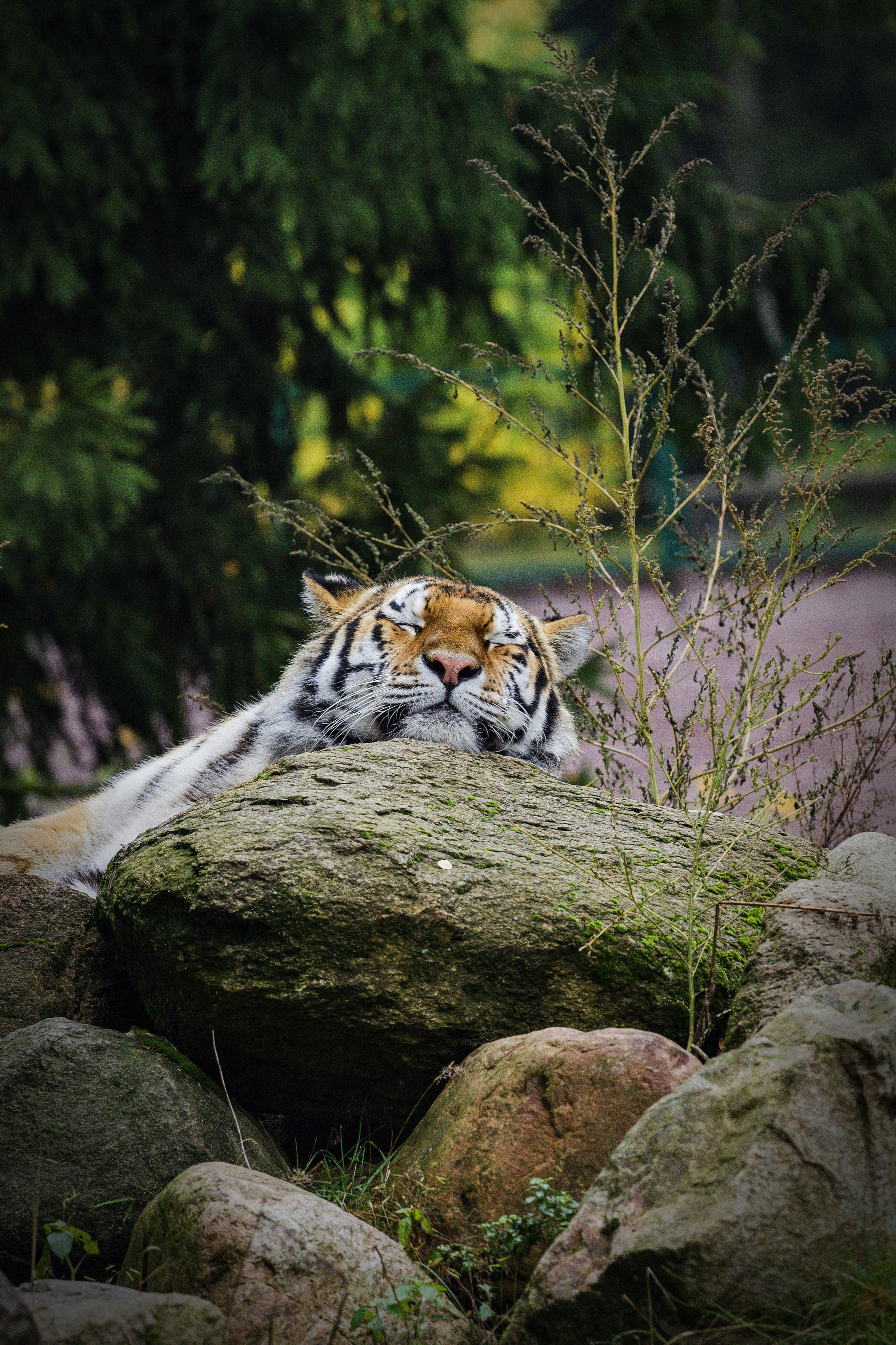 Tiger at Zoo Eberswalde, Brandenburg, Germany